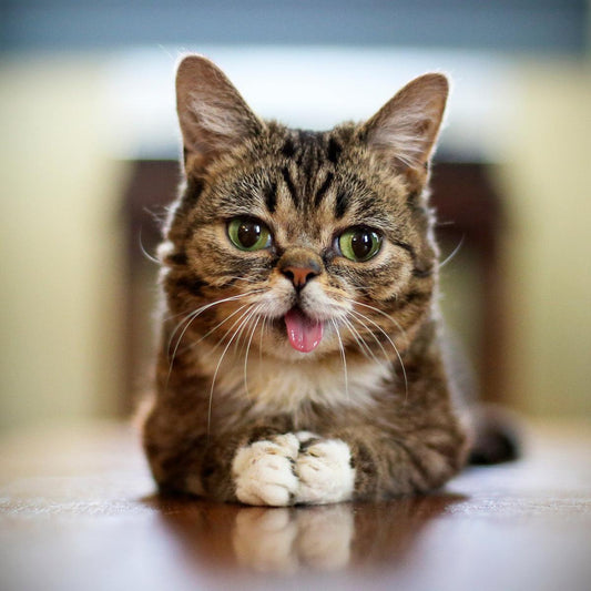 Lil BUB Remembrance Day 2022