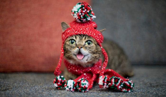 2021 Lil BUB Clearance Sale!